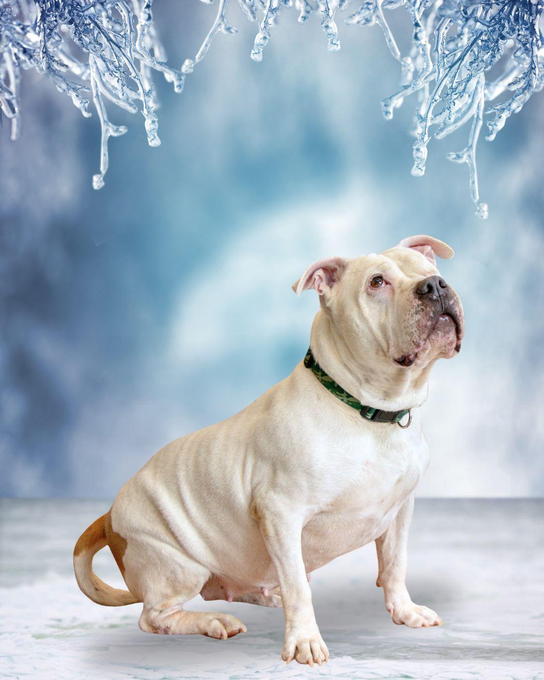 Enlarge Amelia, an adoptable mixed breed in Oak Ridge, TN image 2/6