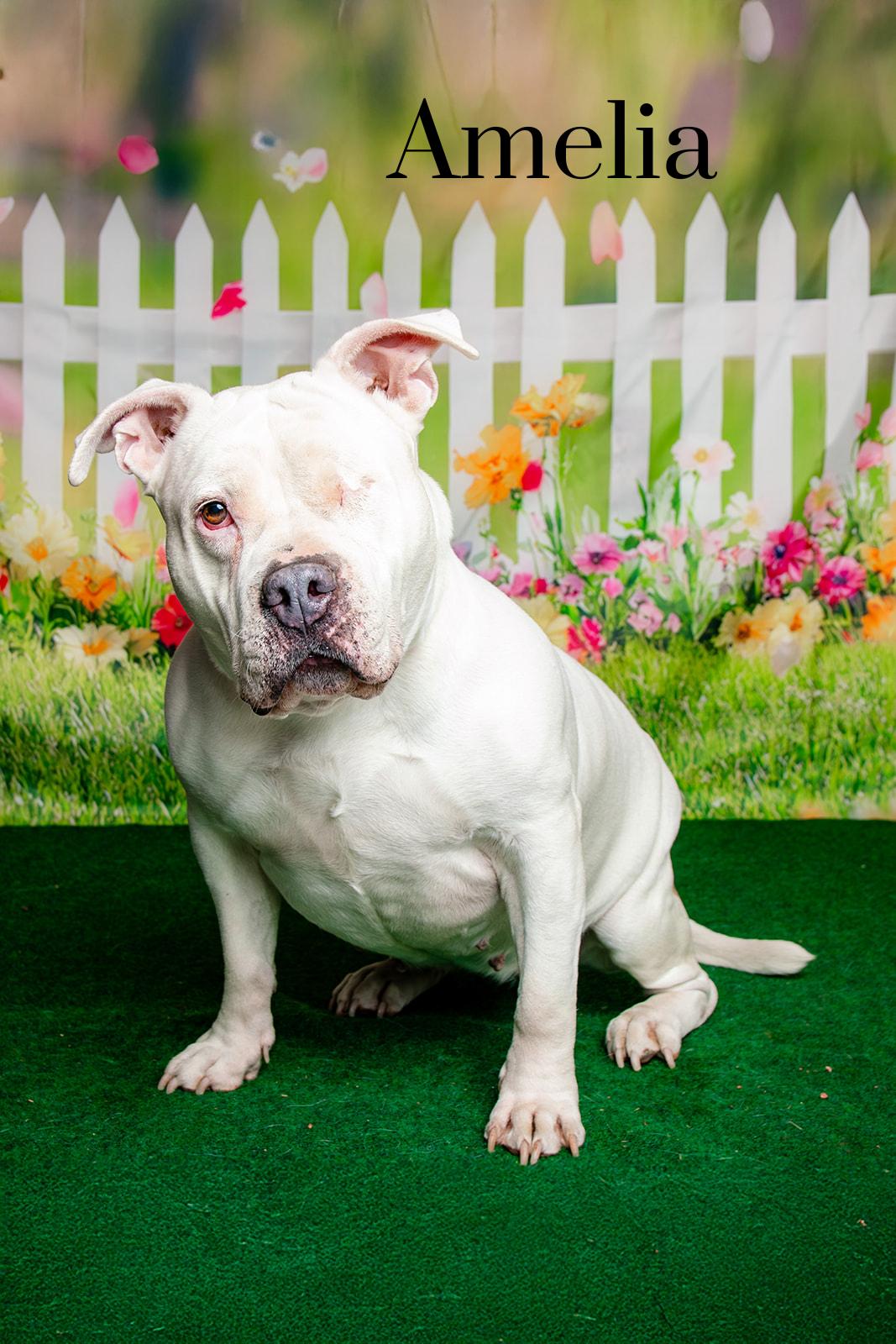 Enlarge Amelia, an adoptable mixed breed in Oak Ridge, TN image 1/6