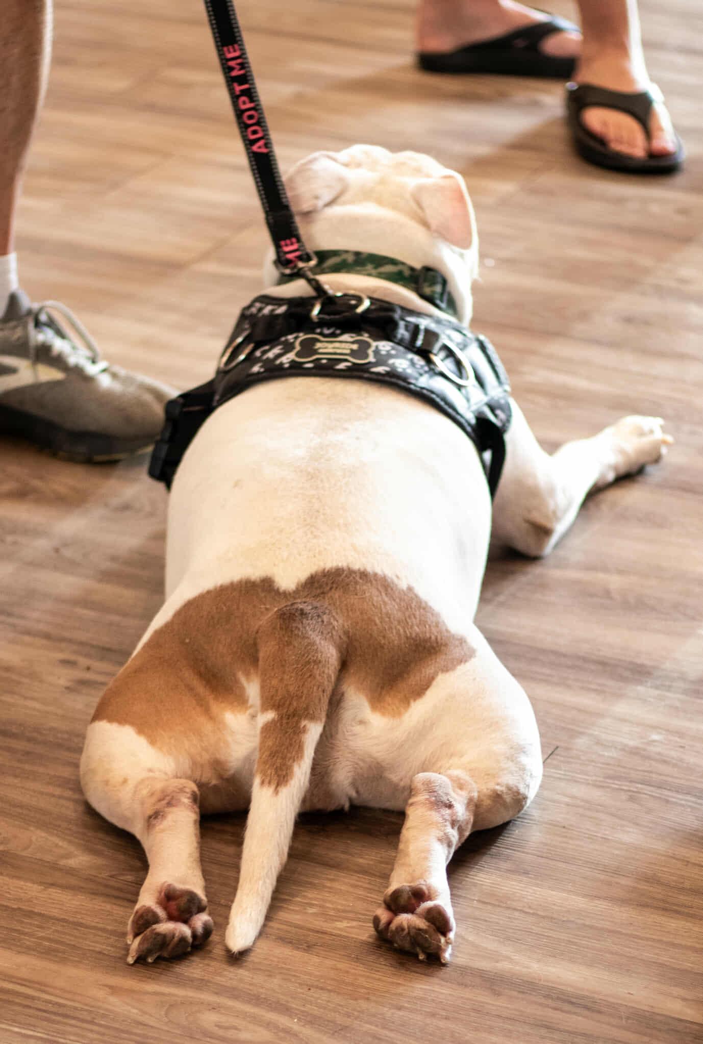 Enlarge Amelia, an adoptable mixed breed in Oak Ridge, TN image 4/6