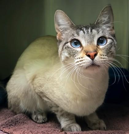 Timothee Chalamet, Adoptable, Young Male Siamese & Domestic Short Hair.