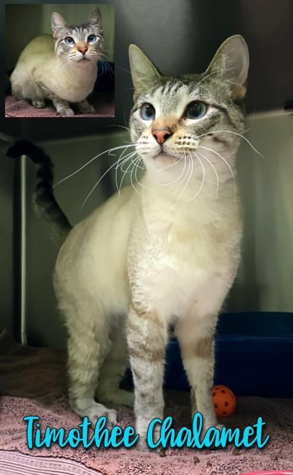 Enlarge Timothee Chalamet, a Adoptable mixed breed in Longview, TX image 2/3