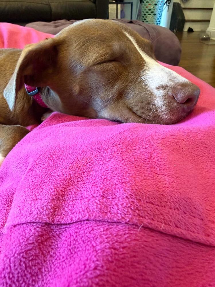 Lyra, Adoptable, Puppy Female Mixed Breed.