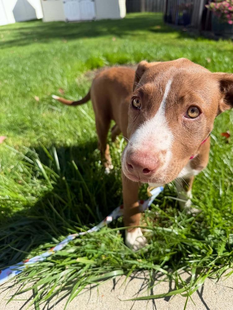 Enlarge Lyra, a Adoptable mixed breed in Amherst, NY image 2/6