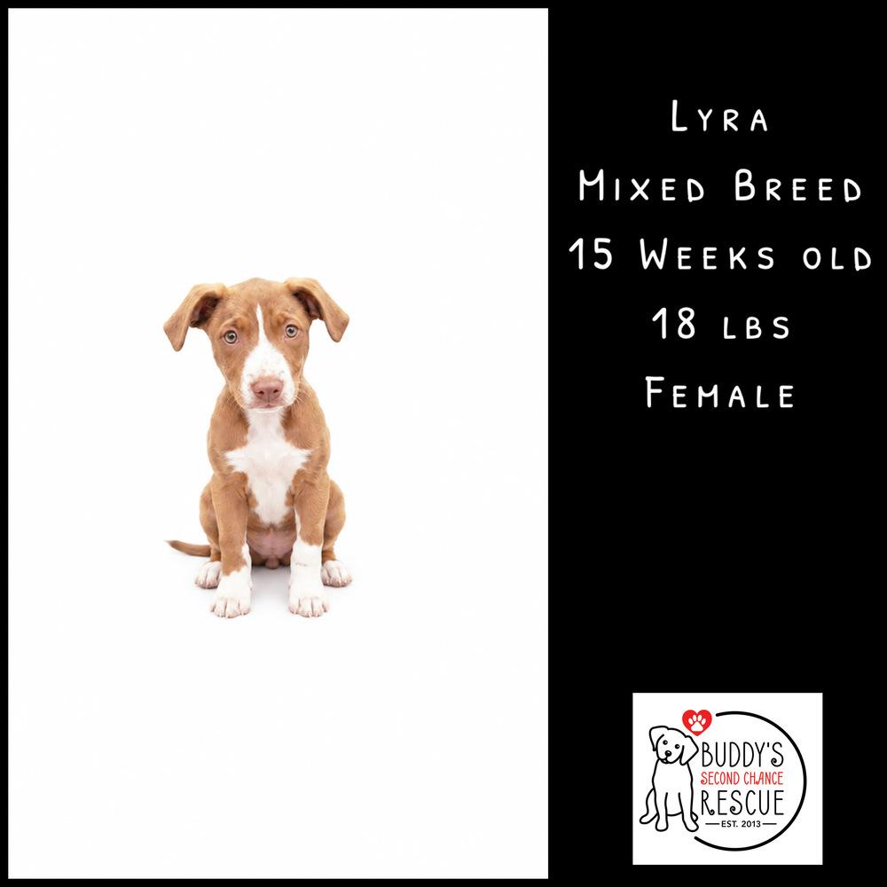 Enlarge Lyra, a Adoptable mixed breed in Amherst, NY image 3/6