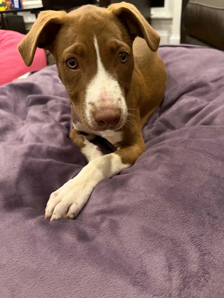 Enlarge Lyra, a Adoptable mixed breed in Amherst, NY image 4/6