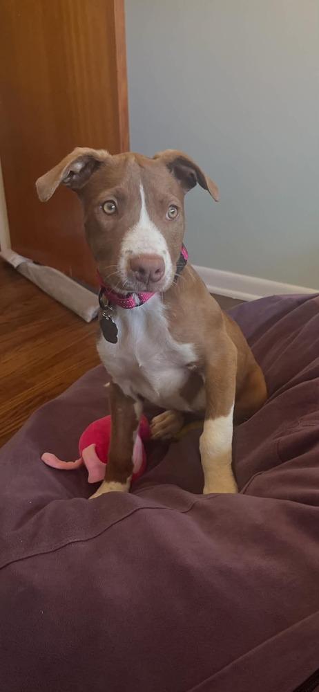 Enlarge Lyra, a Adoptable mixed breed in Amherst, NY image 6/6