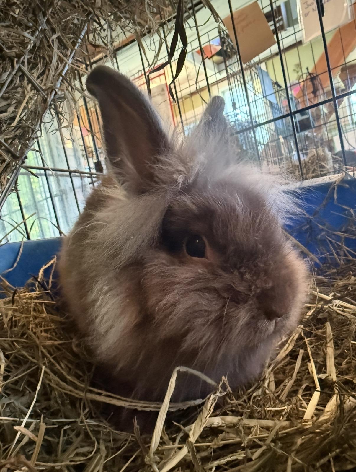 Tiger, adopted, Baby Male Lionhead.