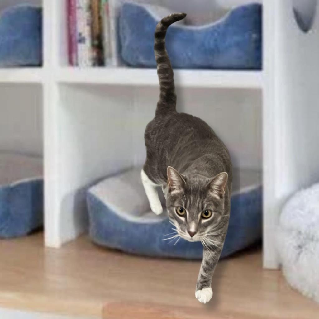 Rocky, Adoptable, Senior Male Domestic Short Hair.