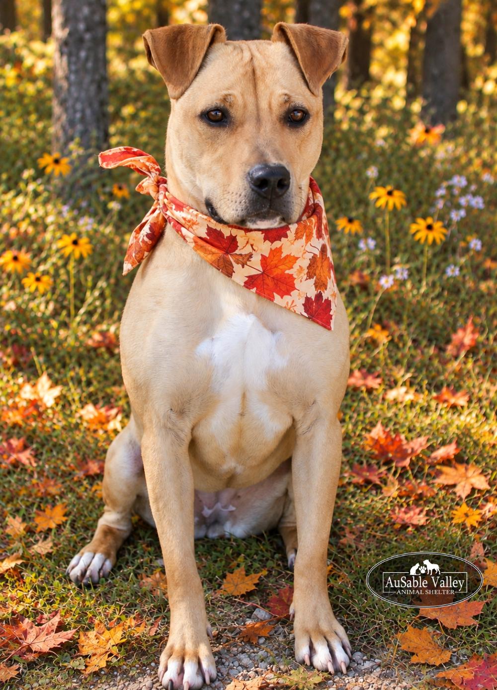 Enlarge Hula, a Adoptable Mixed Breed in Grayling, MI image 5/6