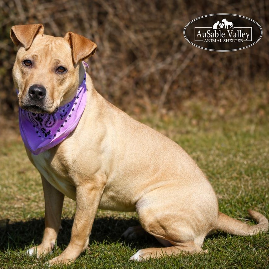 Enlarge Hula, a ADOPTABLE Mixed Breed in Grayling, MI image 1/6