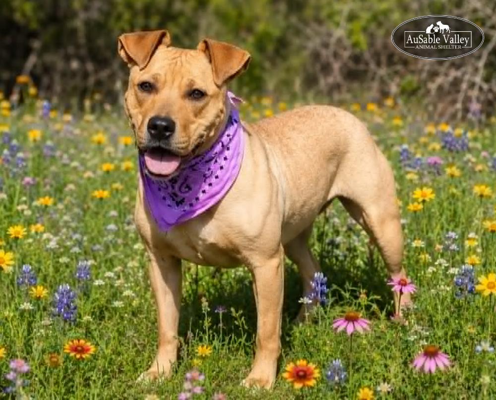 Hula, a ADOPTABLE Mixed Breed in Grayling, MI image 6/6