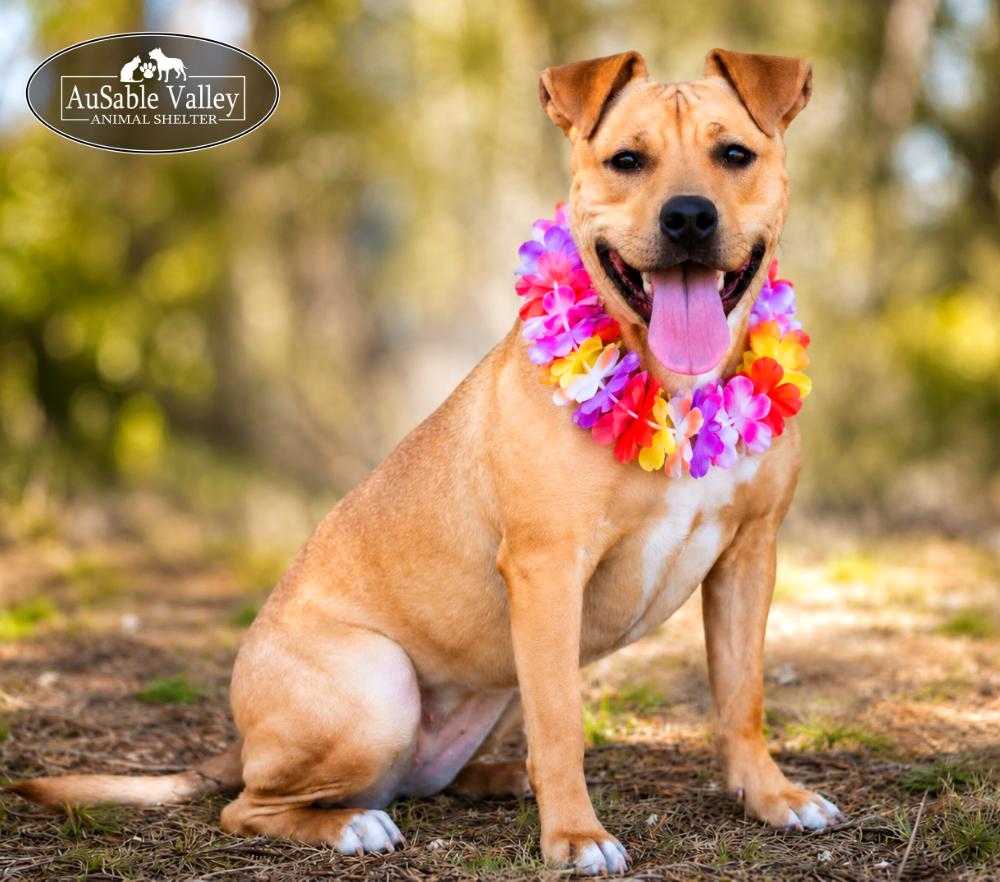 Hula, ADOPTABLE, Adult Female Mixed Breed.