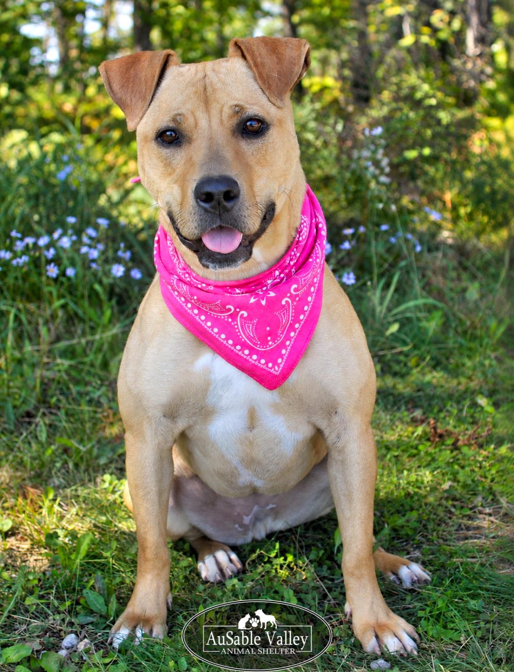 Enlarge Hula, a Adoptable Mixed Breed in Grayling, MI image 4/6