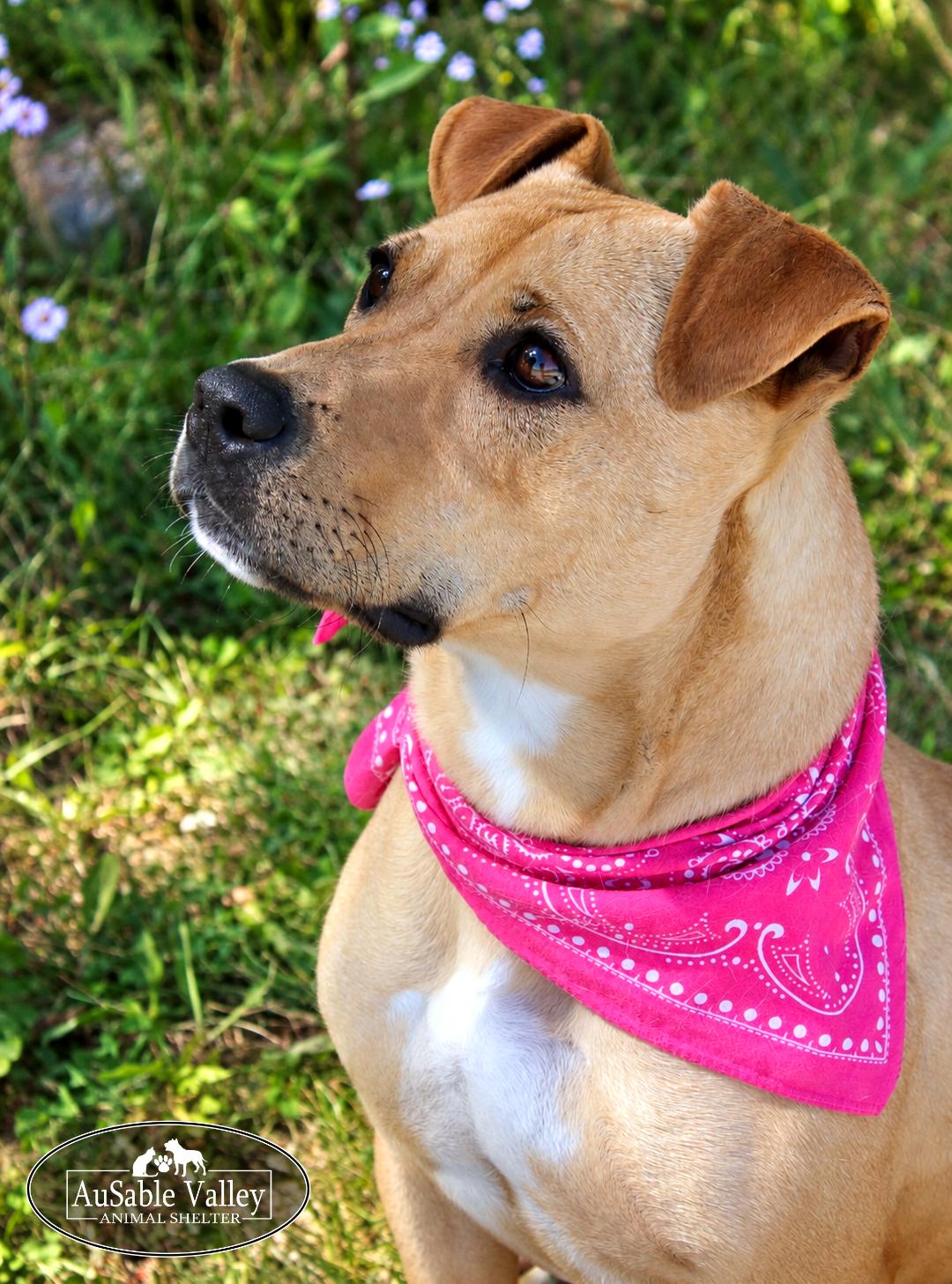 Hula, Adoptable, Adult Female Mixed Breed.