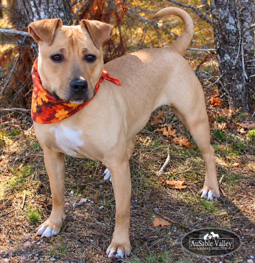 Hula, Adoptable, Adult Female Mixed Breed.