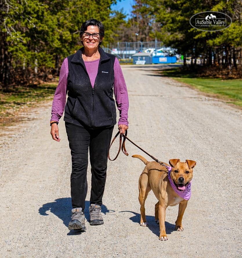 Enlarge Hula, a ADOPTABLE Mixed Breed in Grayling, MI image 3/6