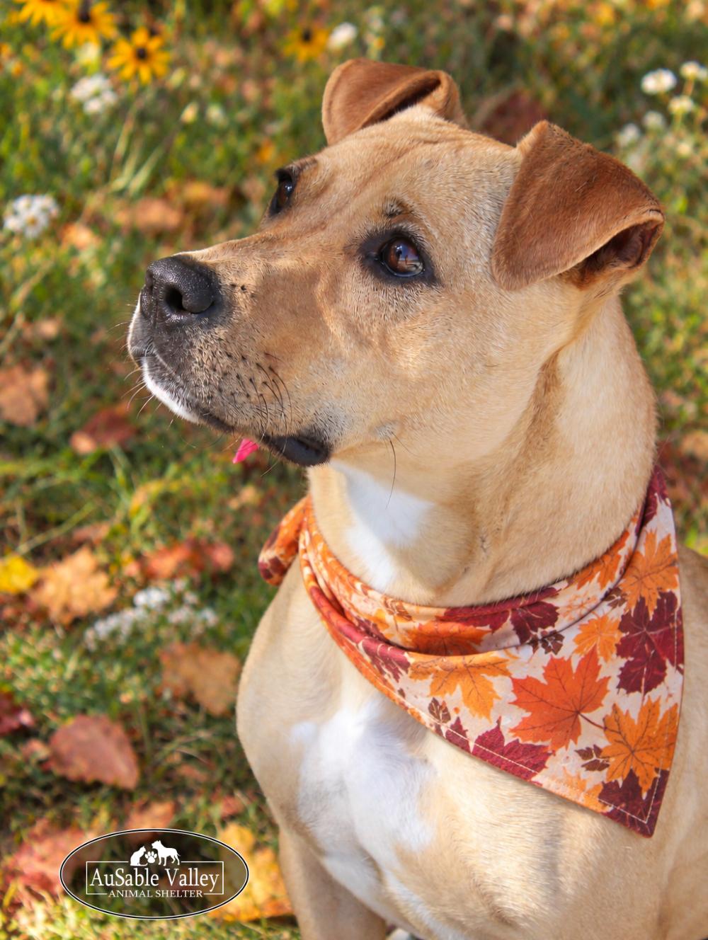 Enlarge Hula, a Adoptable Mixed Breed in Grayling, MI image 4/6