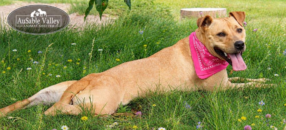 Enlarge Hula, a ADOPTABLE Mixed Breed in Grayling, MI image 6/6