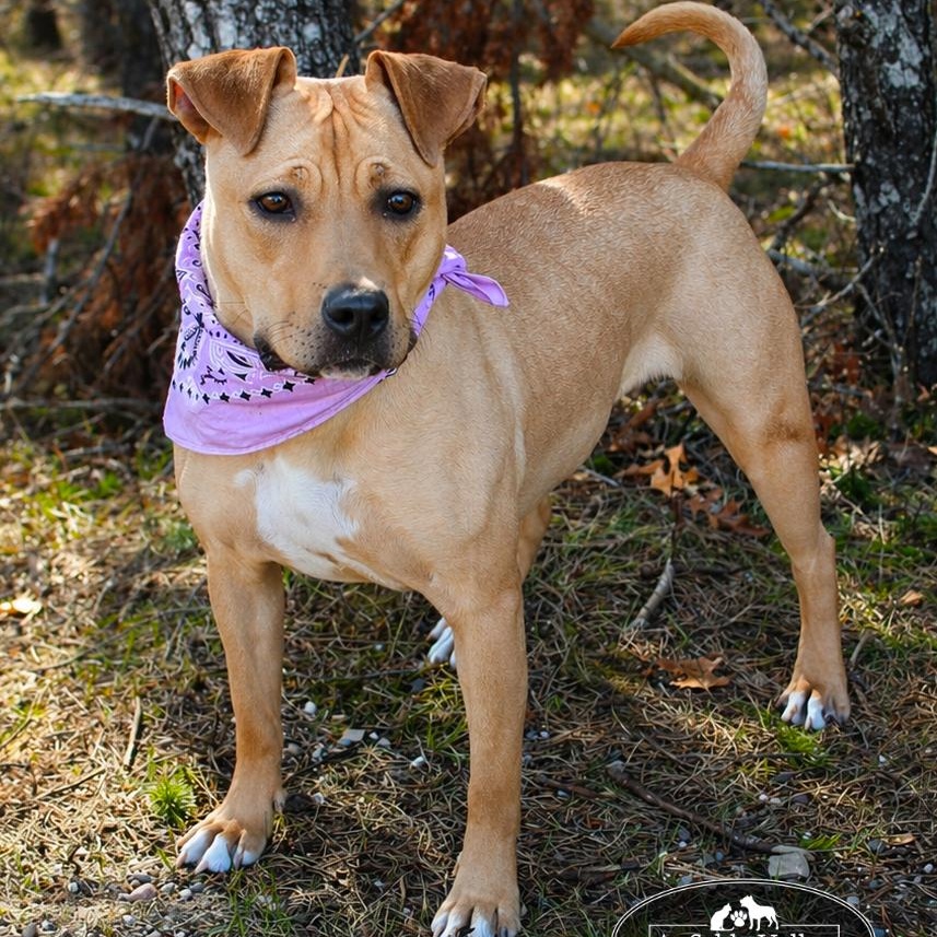 Enlarge Hula, a ADOPTABLE Mixed Breed in Grayling, MI image 4/6