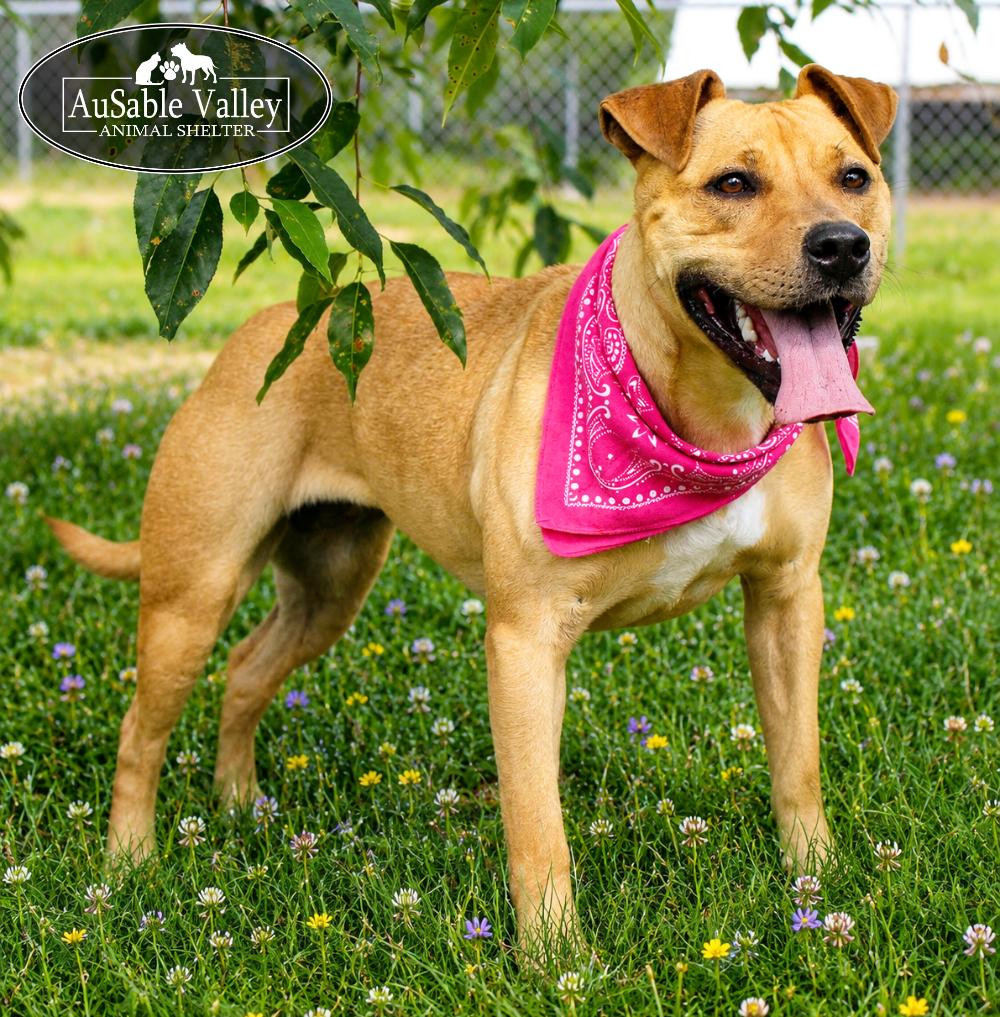 Enlarge Hula, a ADOPTABLE Mixed Breed in Grayling, MI image 1/6