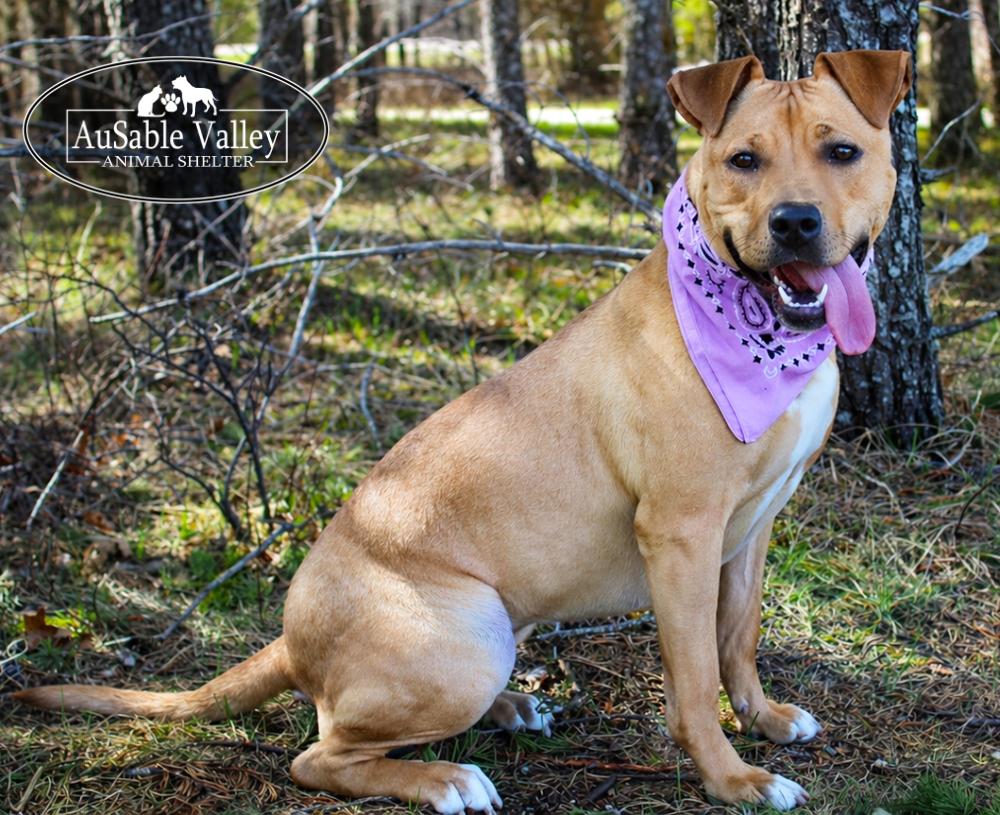 Enlarge Hula, a ADOPTABLE Mixed Breed in Grayling, MI image 5/6