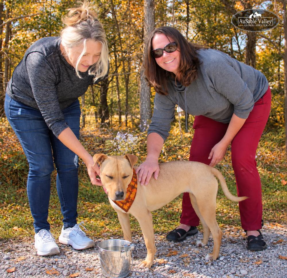 Enlarge Hula, a Adoptable Mixed Breed in Grayling, MI image 2/6