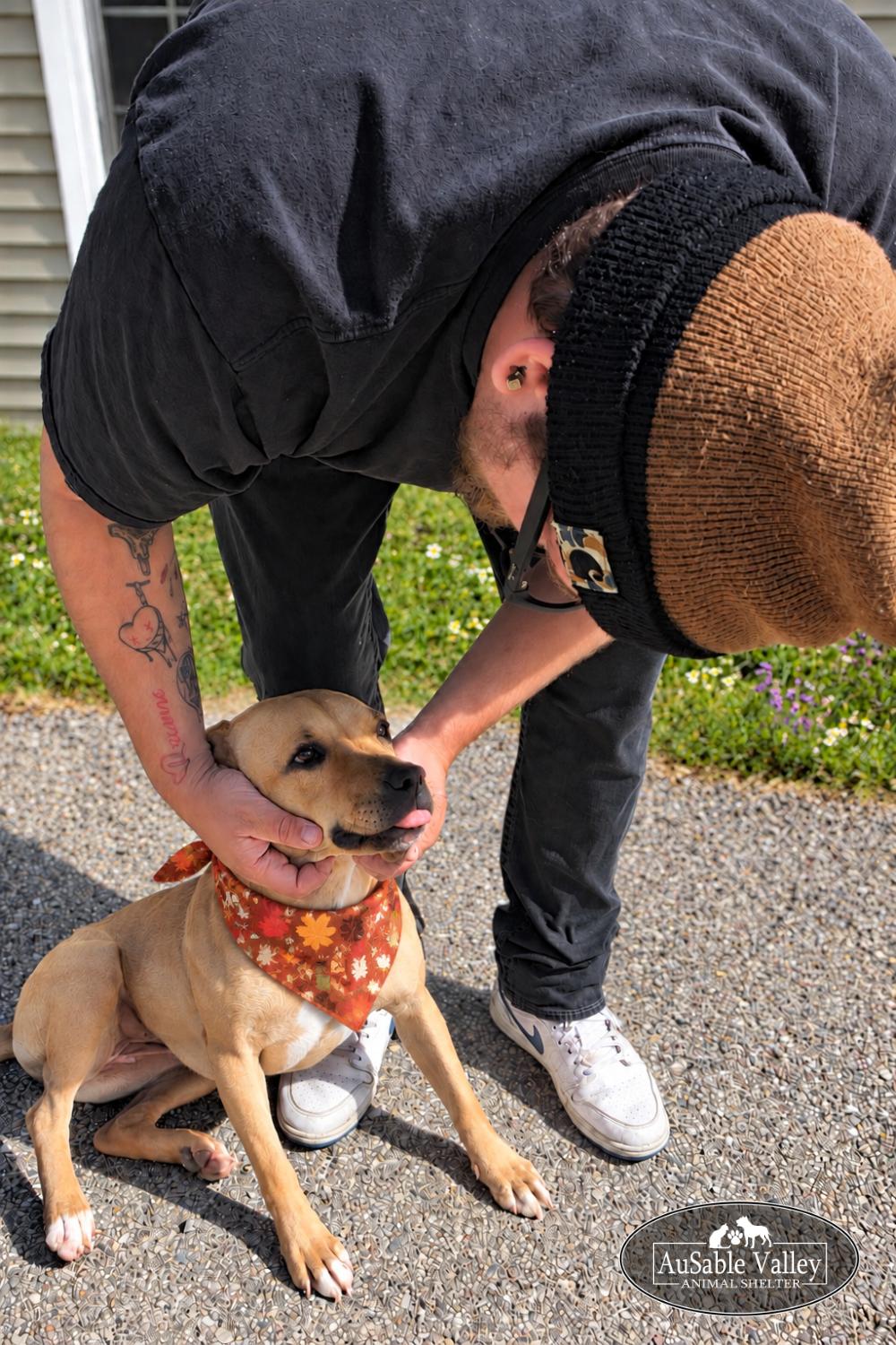 Enlarge Hula, a Adoptable Mixed Breed in Grayling, MI image 3/6
