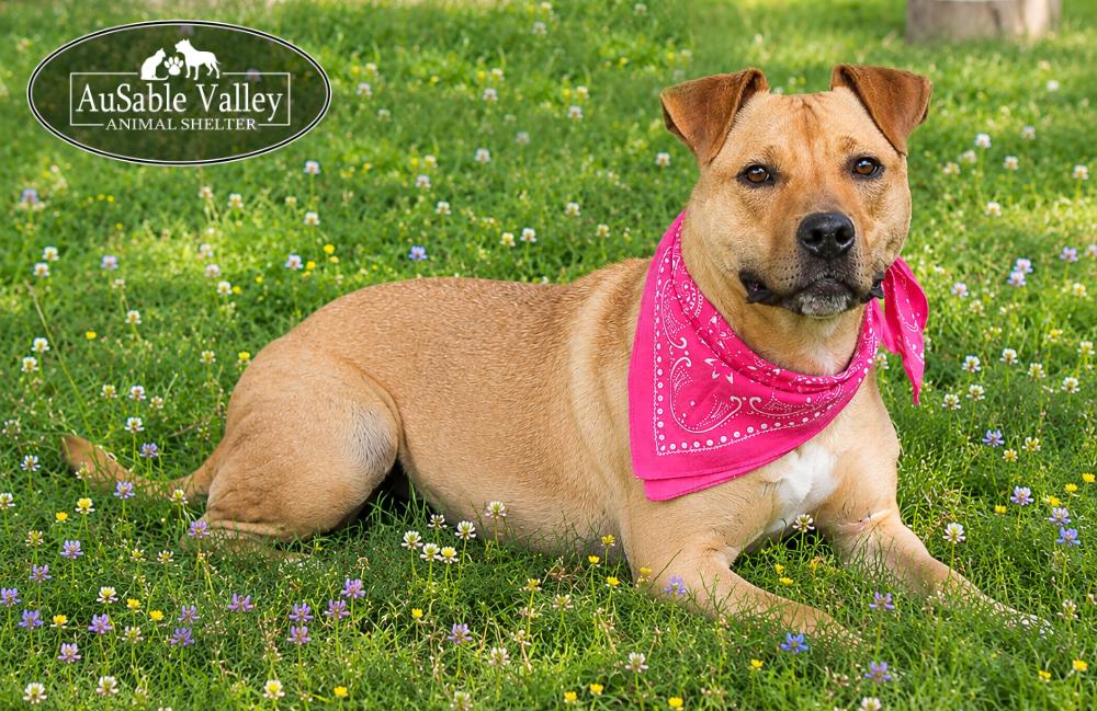 Enlarge Hula, a ADOPTABLE Mixed Breed in Grayling, MI image 5/6
