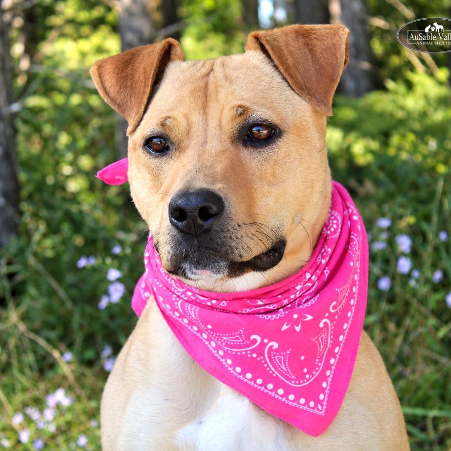 Enlarge Hula, a Adoptable Mixed Breed in Grayling, MI image 6/6