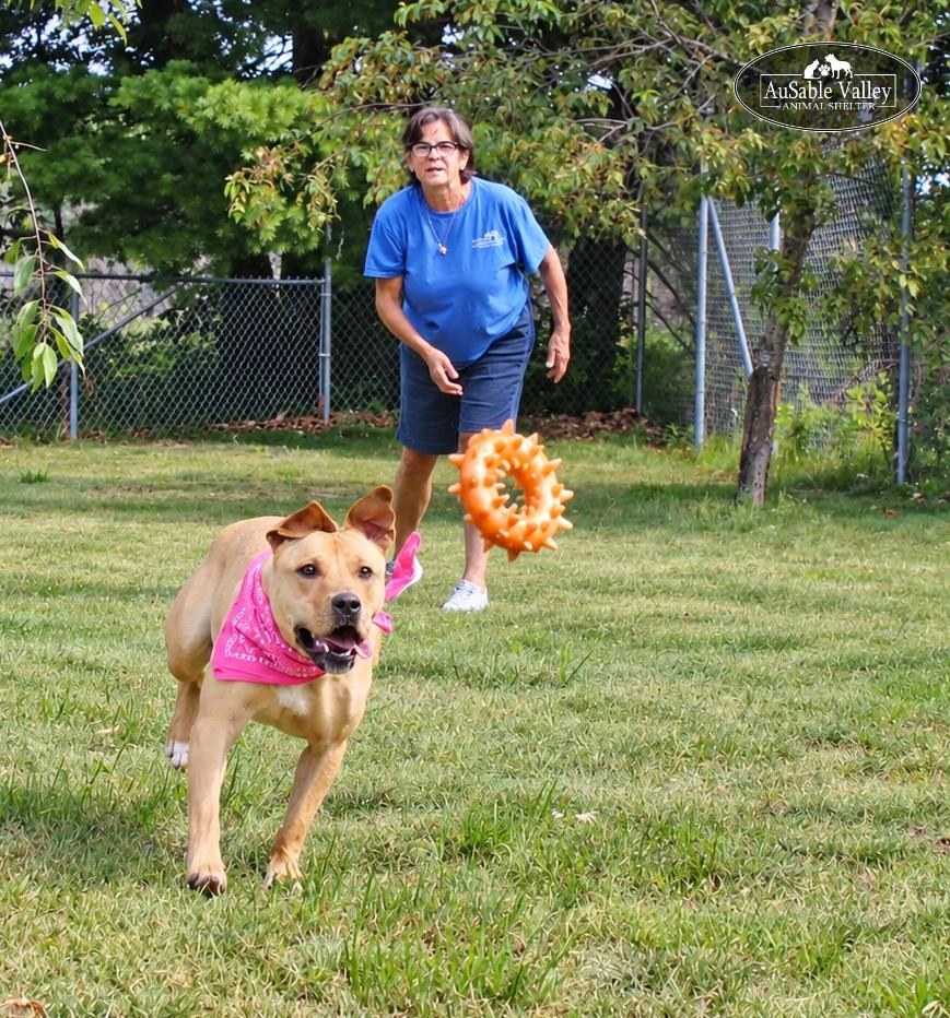 Enlarge Hula, a Adoptable Mixed Breed in Grayling, MI image 5/6