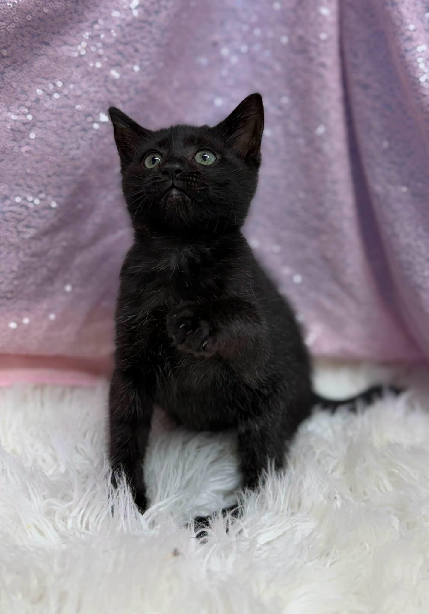 Enlarge Megatron, a Adoptable Domestic Short Hair in Clarkesville, GA image 1/1