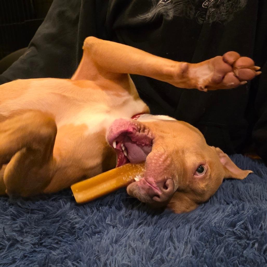 Stormy (Umbrella), Adoptable, Adult Male Mixed Breed.