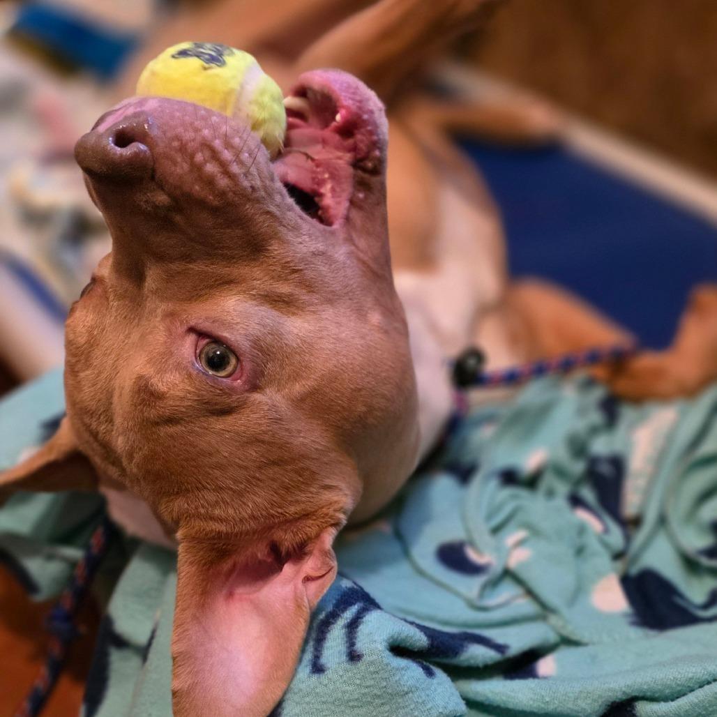 Enlarge Stormy (Umbrella), a Adoptable Mixed Breed in Glenfield, NY image 3/6