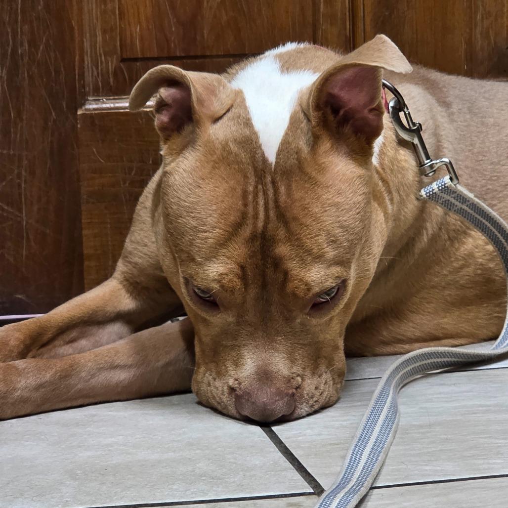 Enlarge Stormy (Umbrella), a Adoptable Mixed Breed in Glenfield, NY image 4/6
