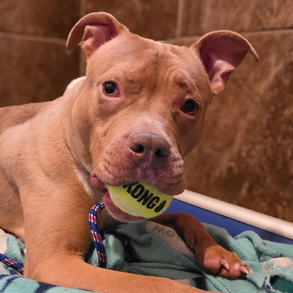 Enlarge Stormy (Umbrella), a Adoptable Mixed Breed in Glenfield, NY image 5/6