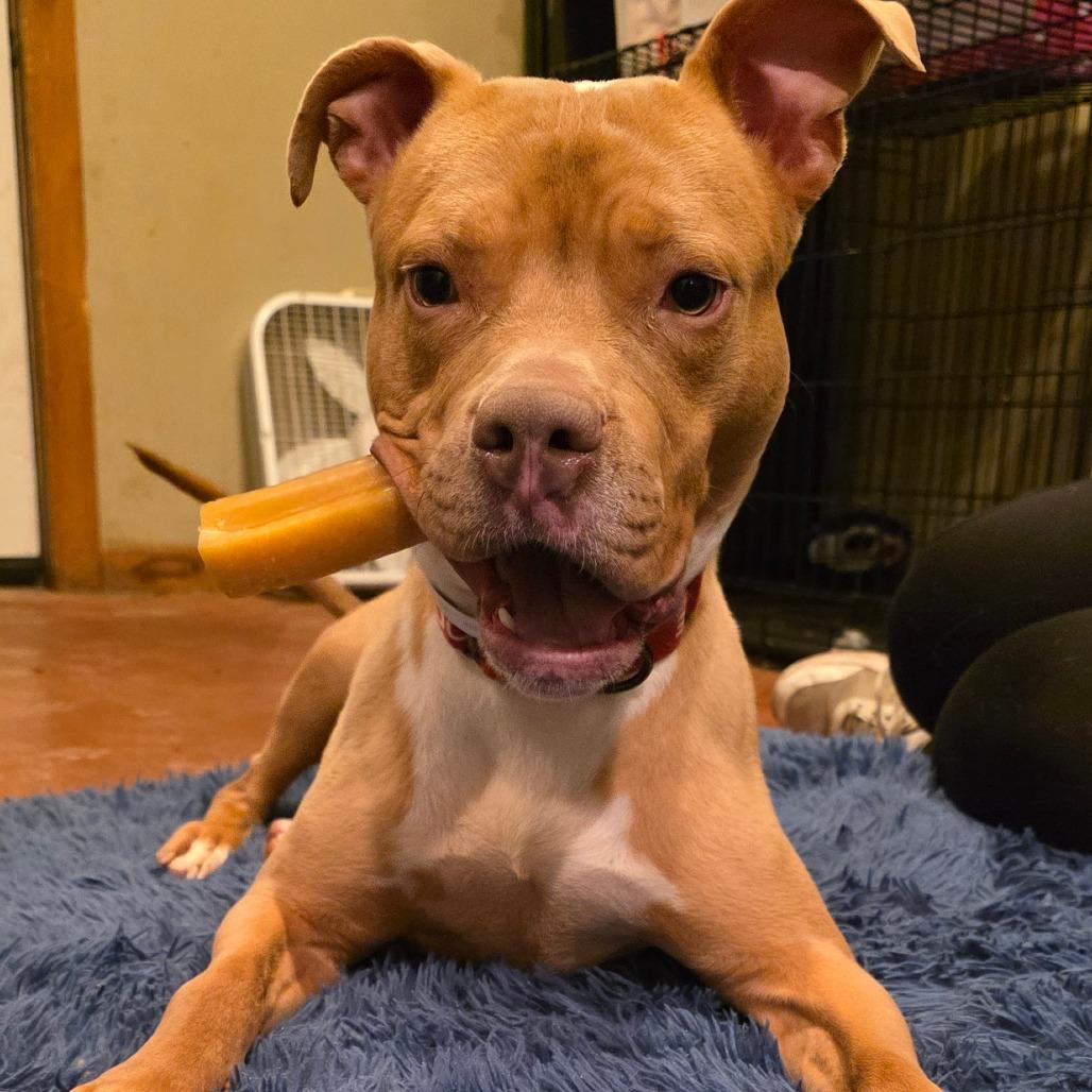 Enlarge Stormy (Umbrella), a Adoptable Mixed Breed in Glenfield, NY image 6/6