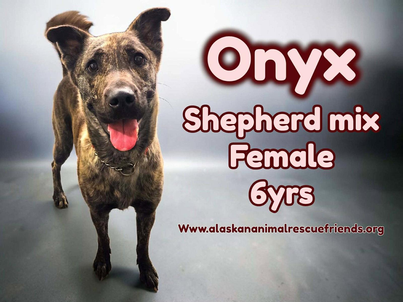 Onyx, Adoptable, Adult Female Belgian Shepherd / Malinois & Labrador Retriever.