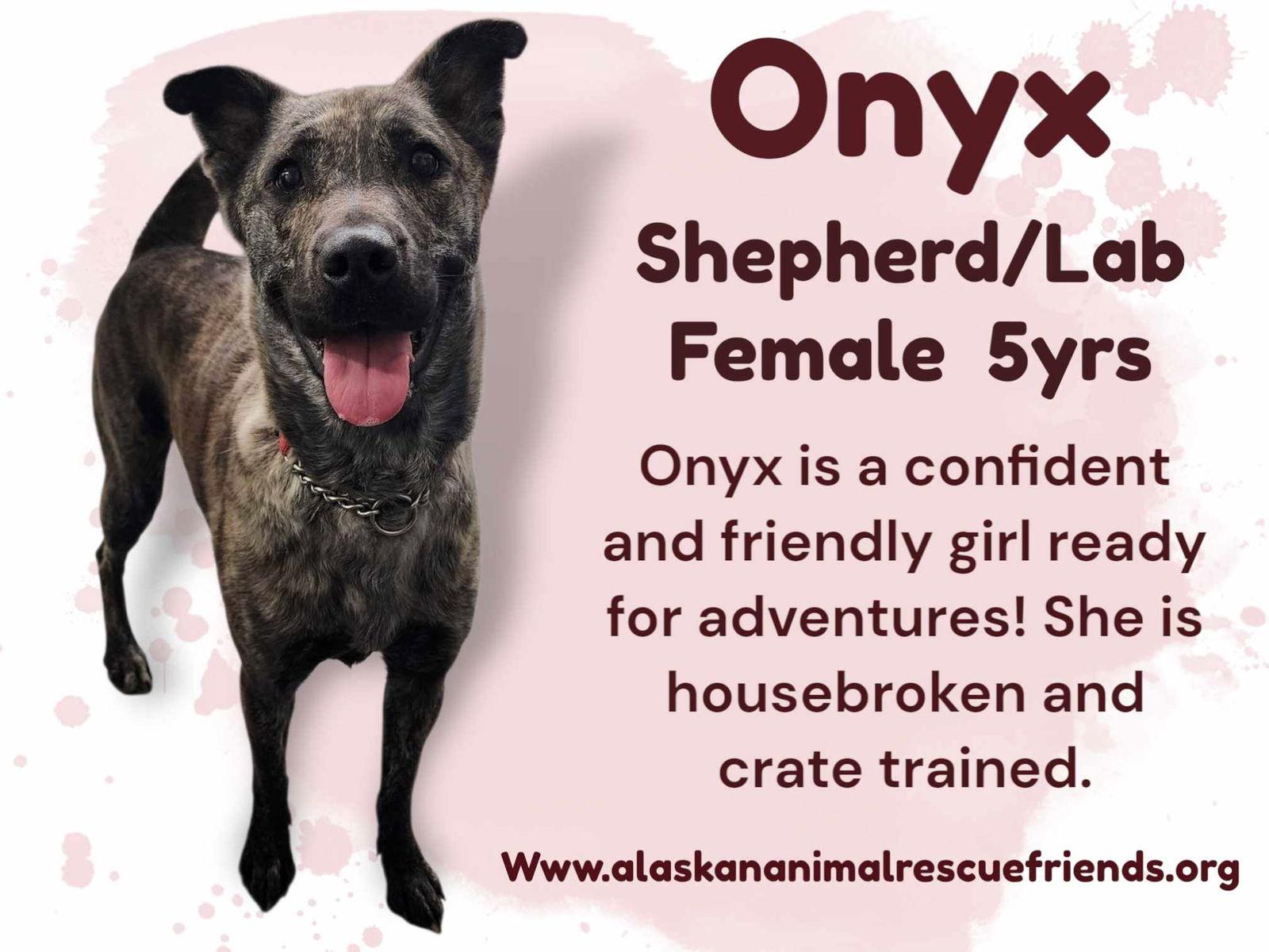 Enlarge Onyx, a Adoptable mixed breed in Anchorage, AK image 1/1