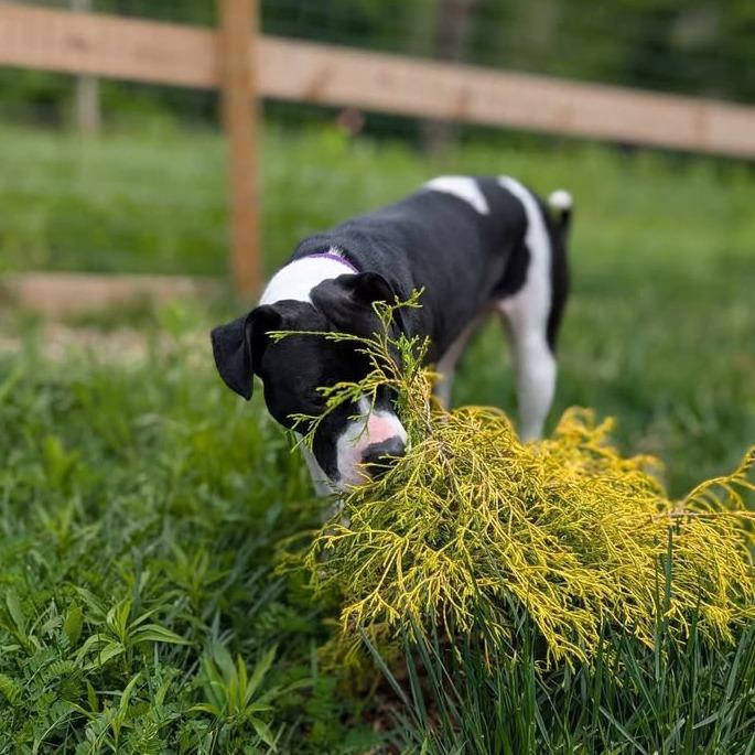 Nadia, Adoptable, Adult Female Terrier.