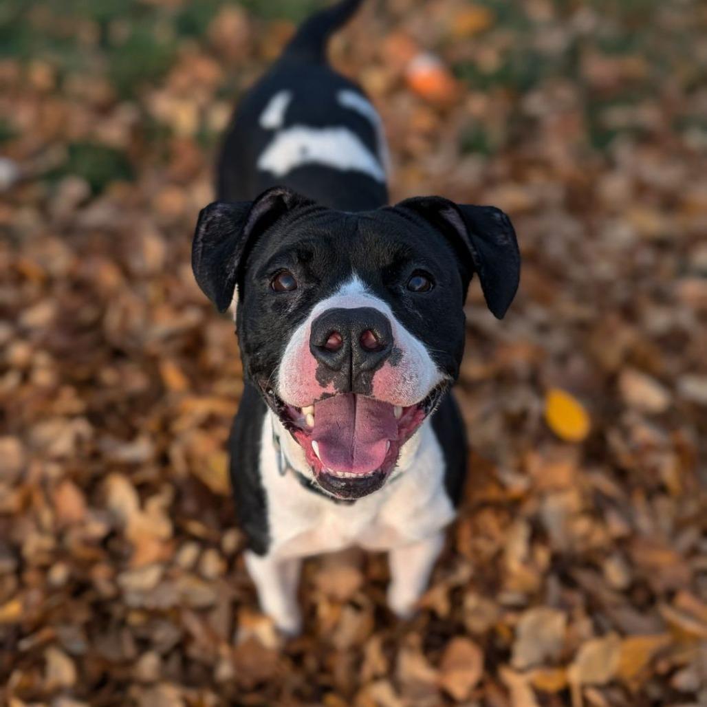 Enlarge Nadia, a Adoptable Terrier in Waynesboro, PA image 2/6