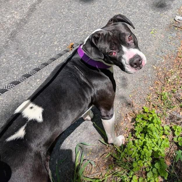 Enlarge Nadia, a Adoptable Terrier in Waynesboro, PA image 3/6