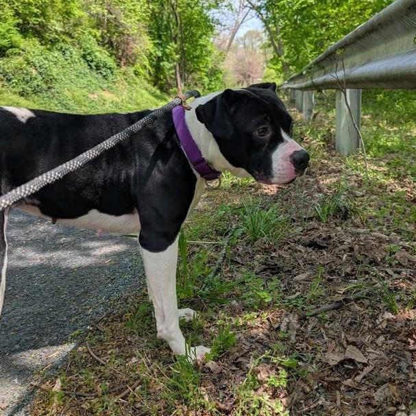 Enlarge Nadia, a Adoptable Terrier in Waynesboro, PA image 4/6