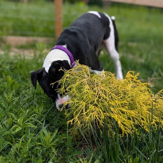 Enlarge Nadia, a Adoptable Terrier in Waynesboro, PA image 5/6
