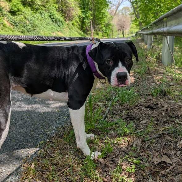 Enlarge Nadia, a Adoptable Terrier in Waynesboro, PA image 6/6
