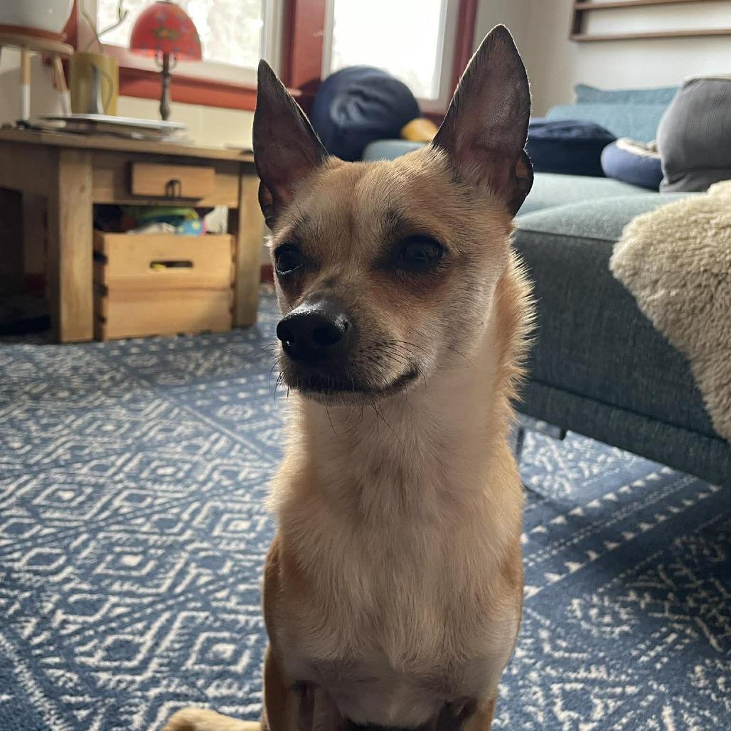 Enlarge Chewy, a Adoptable mixed breed in Bend, OR image 2/6