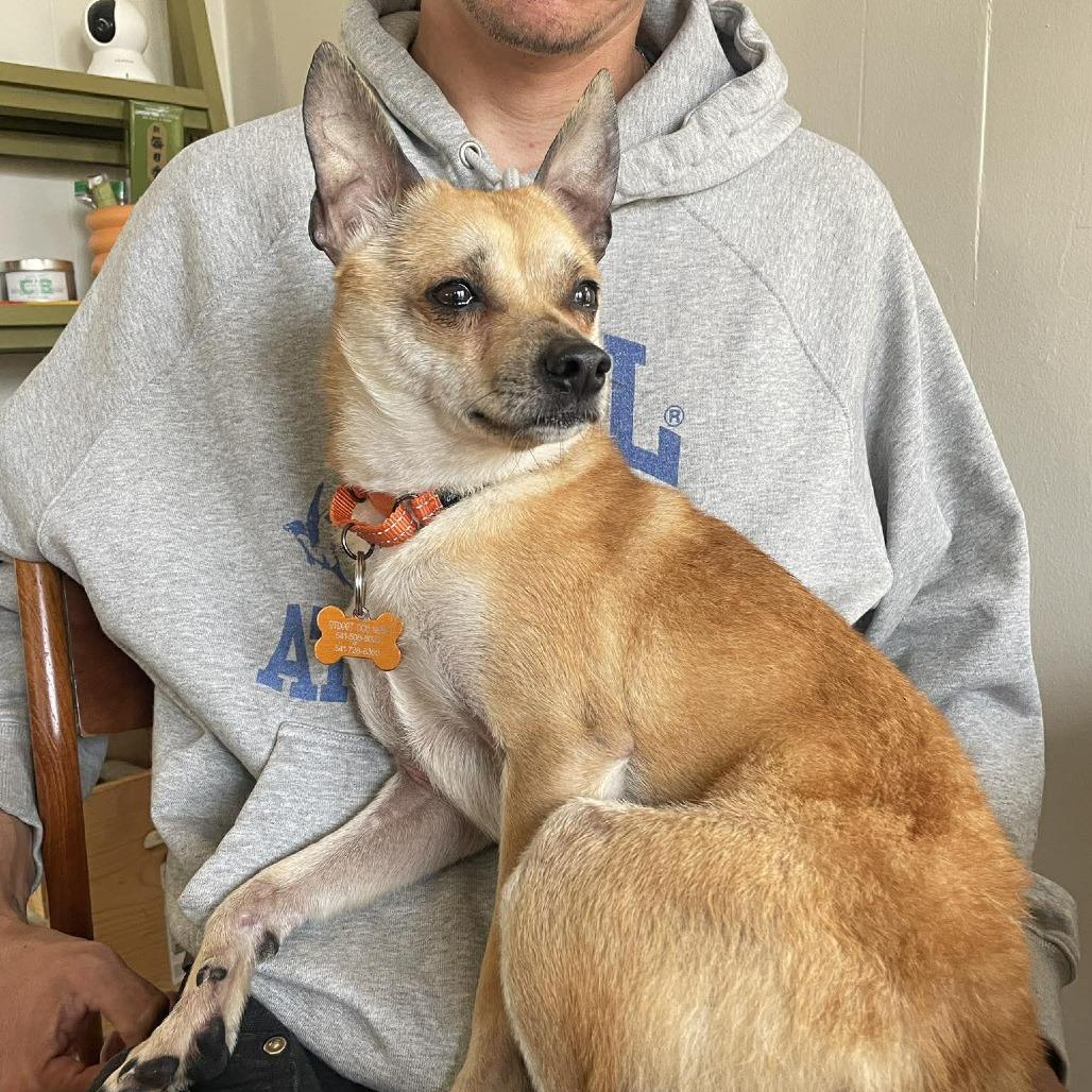 Chewy, Adoptable, Young Male Chihuahua & Mixed Breed.