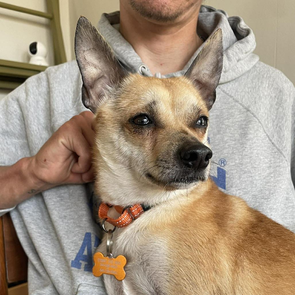 Enlarge Chewy, a Adoptable mixed breed in Bend, OR image 4/6