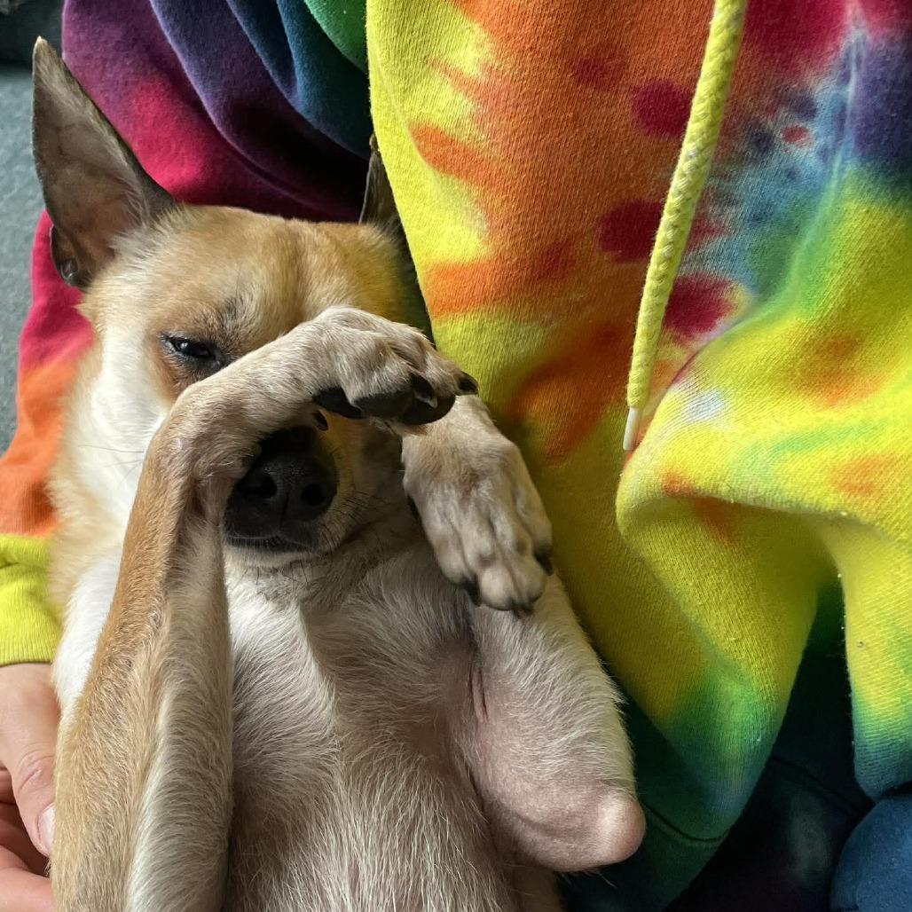 Enlarge Chewy, a Adoptable mixed breed in Bend, OR image 5/6