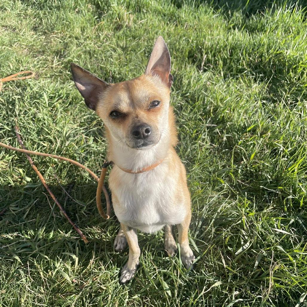 Enlarge Chewy, a Adoptable mixed breed in Bend, OR image 5/6