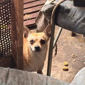 Enlarge Chewy, a Adoptable mixed breed in Bend, OR image 6/6